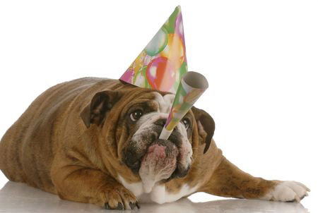 Bulldog Birthday